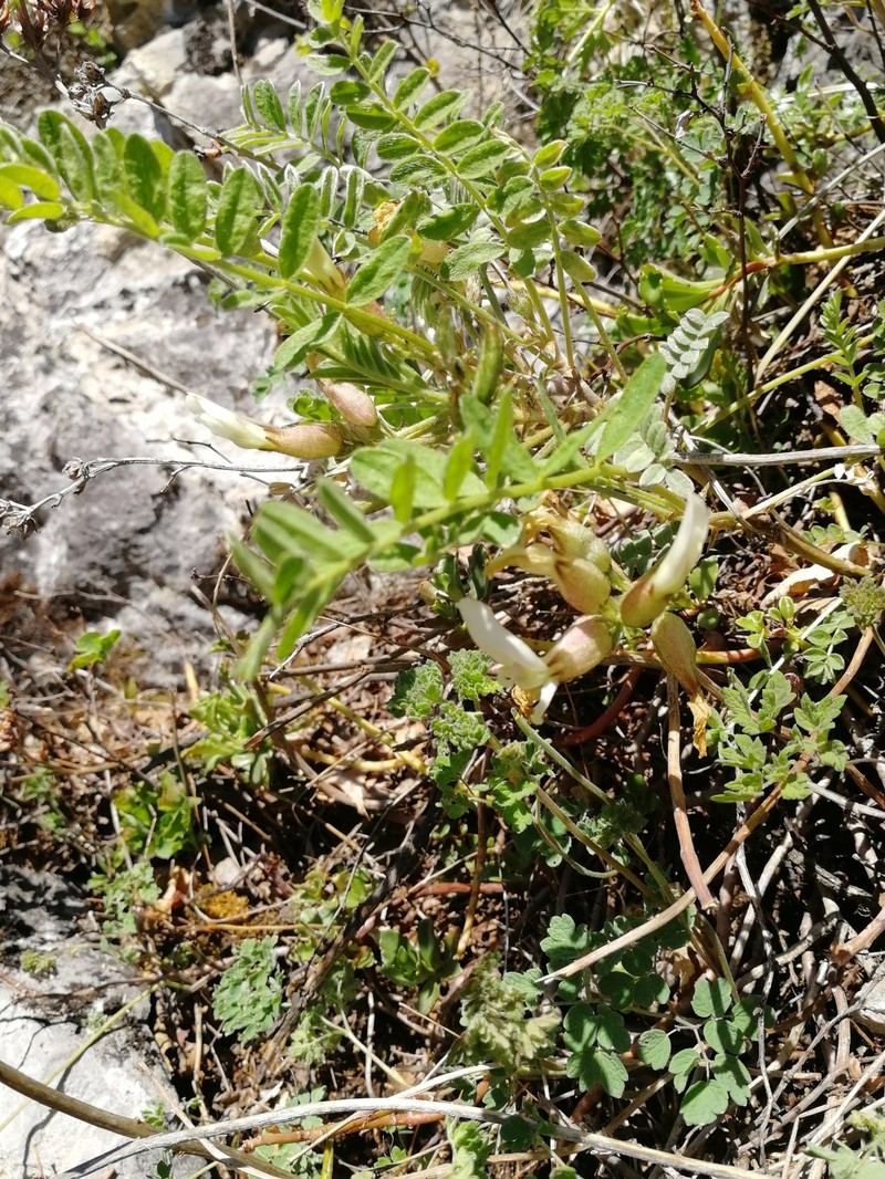 Astragalus megalanthus photo 4