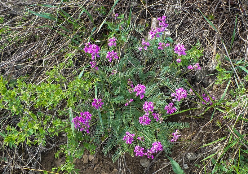 Astragalus megalanthus photo 5