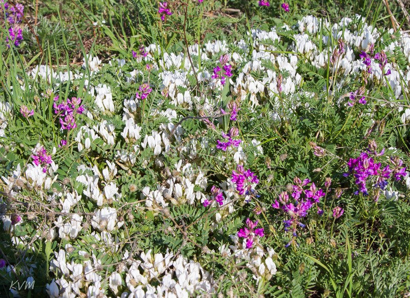 Astragalus megalanthus photo 6