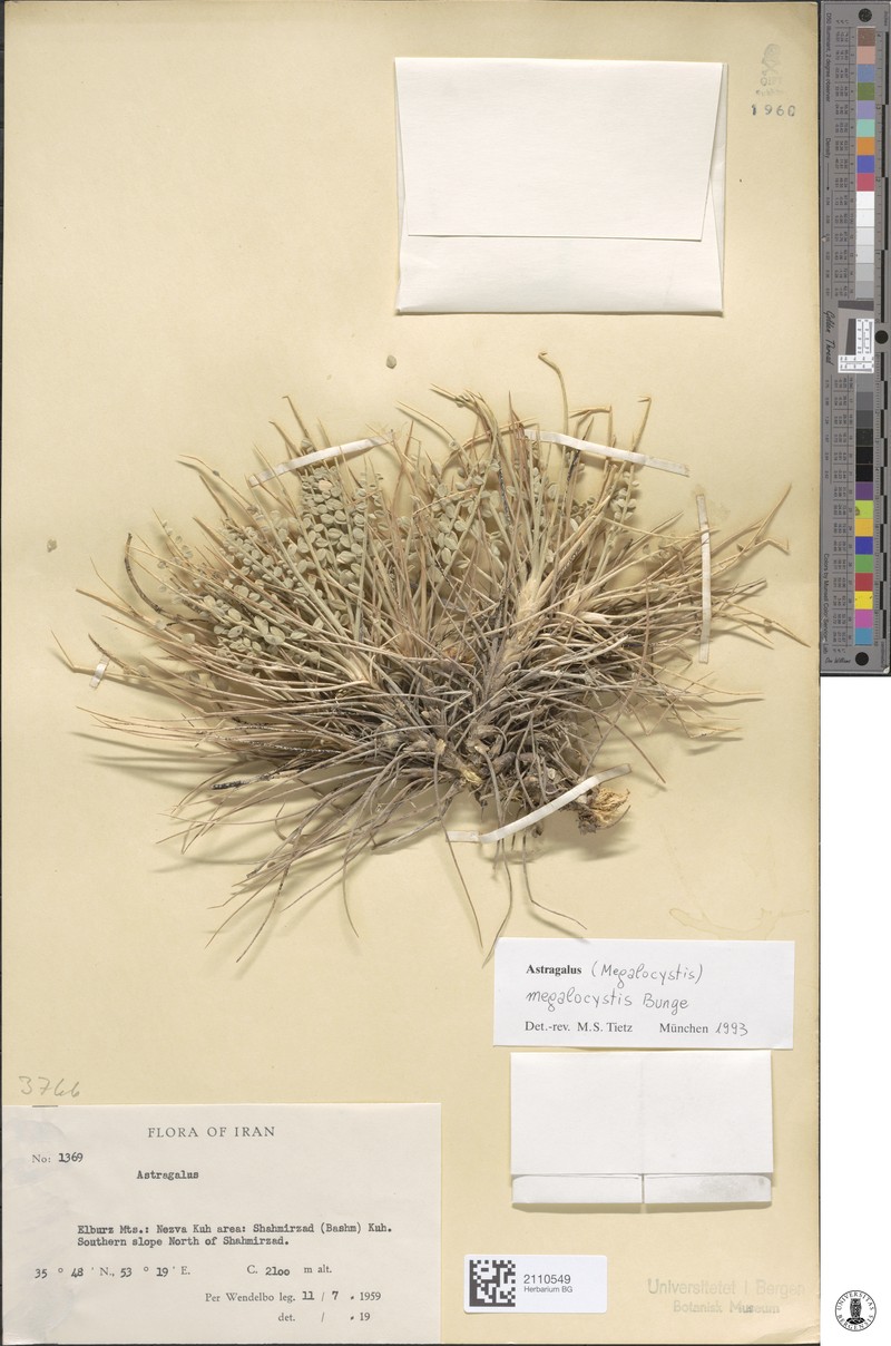 Astragalus megalocystis