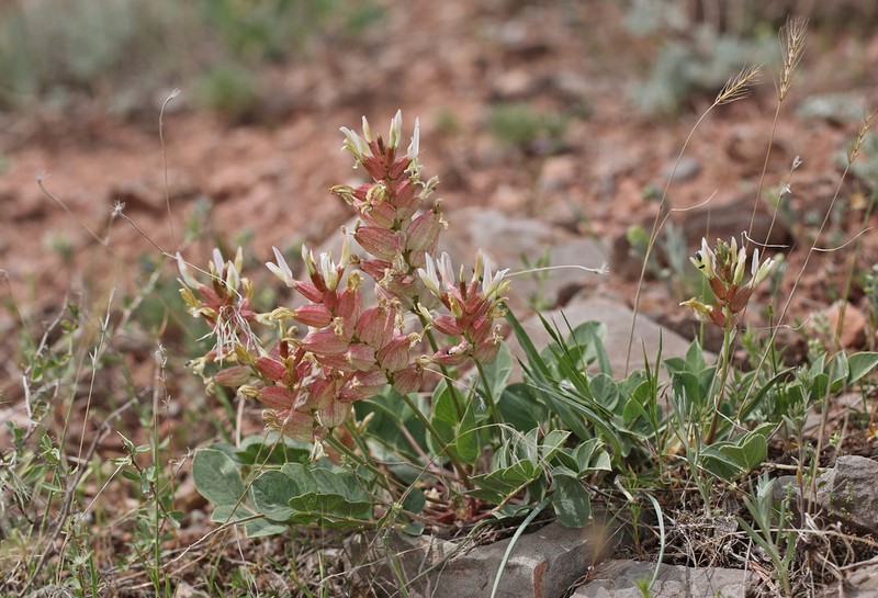 Astragalus megalomerus