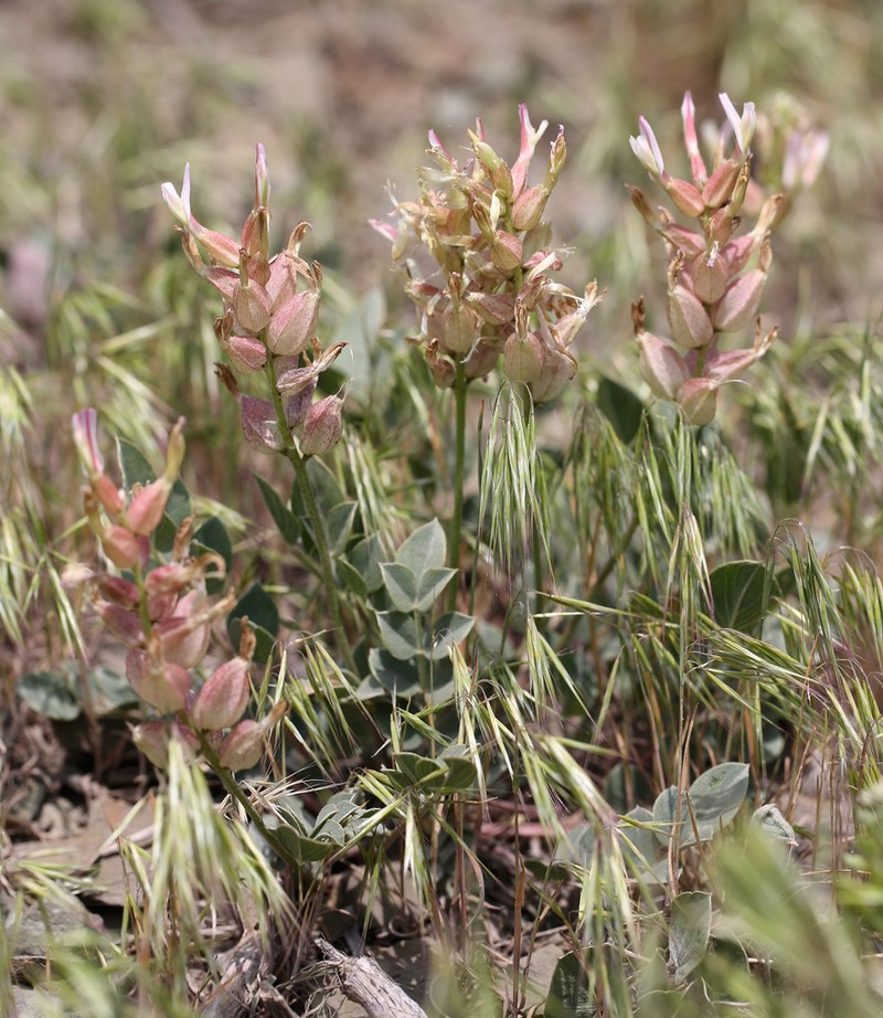 Astragalus megalomerus photo 2