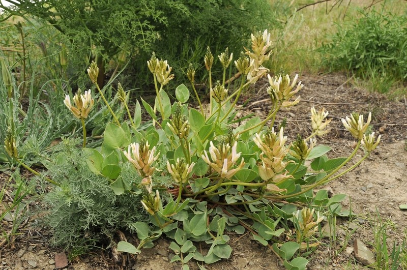 Astragalus megalomerus photo 3