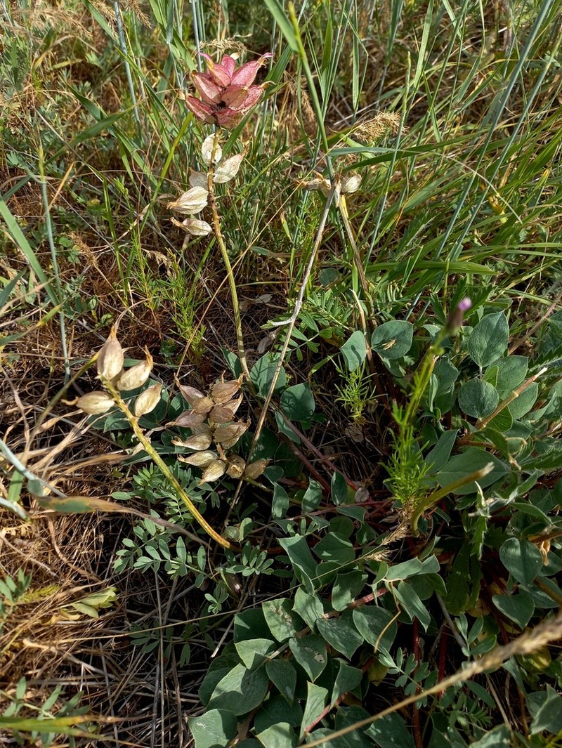 Astragalus megalomerus photo 4