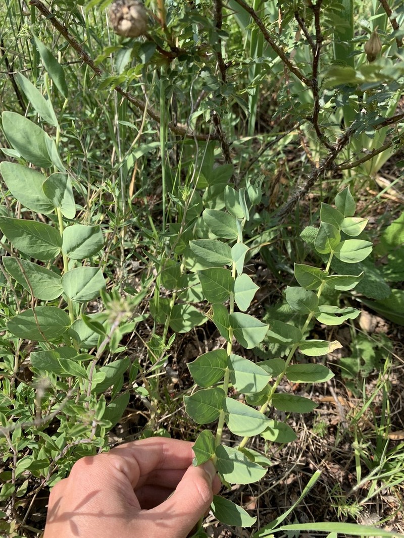Astragalus megalomerus photo 5