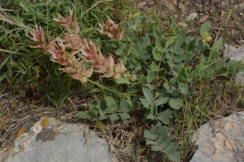 Astragalus megalomerus photo 6