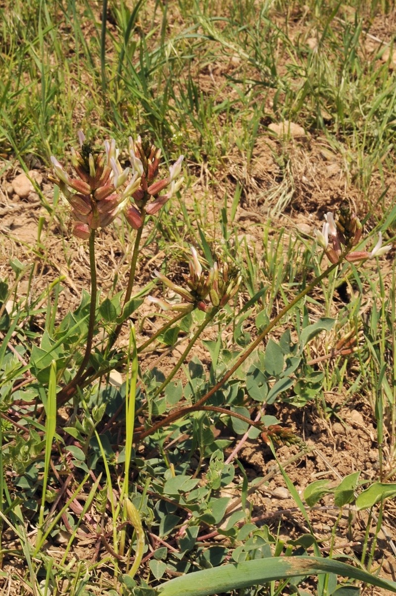 Astragalus megalomerus photo 7