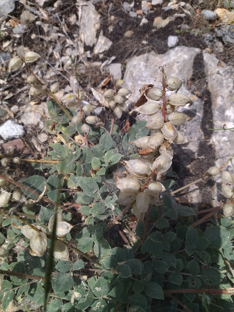 Astragalus megalomerus photo 8
