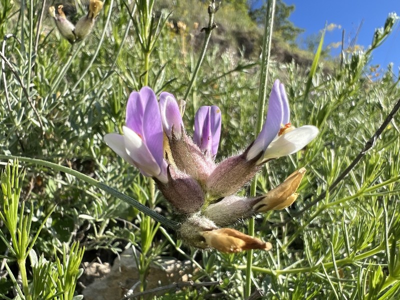 Astragalus melanocephalus