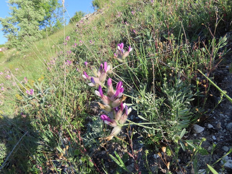 Astragalus melanocephalus photo 2