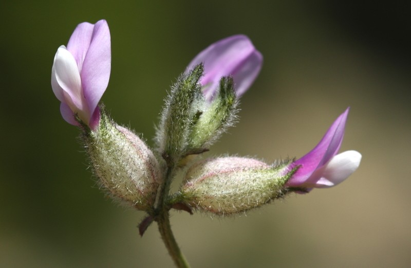 Astragalus melanocephalus photo 3