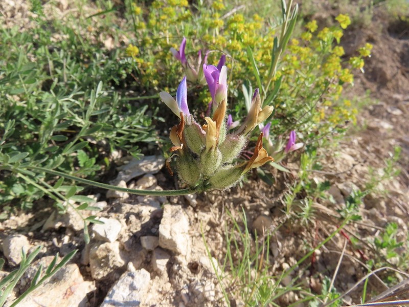 Astragalus melanocephalus photo 4