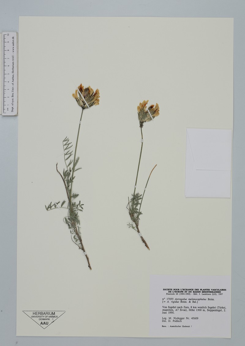 Astragalus melanocephalus photo 5
