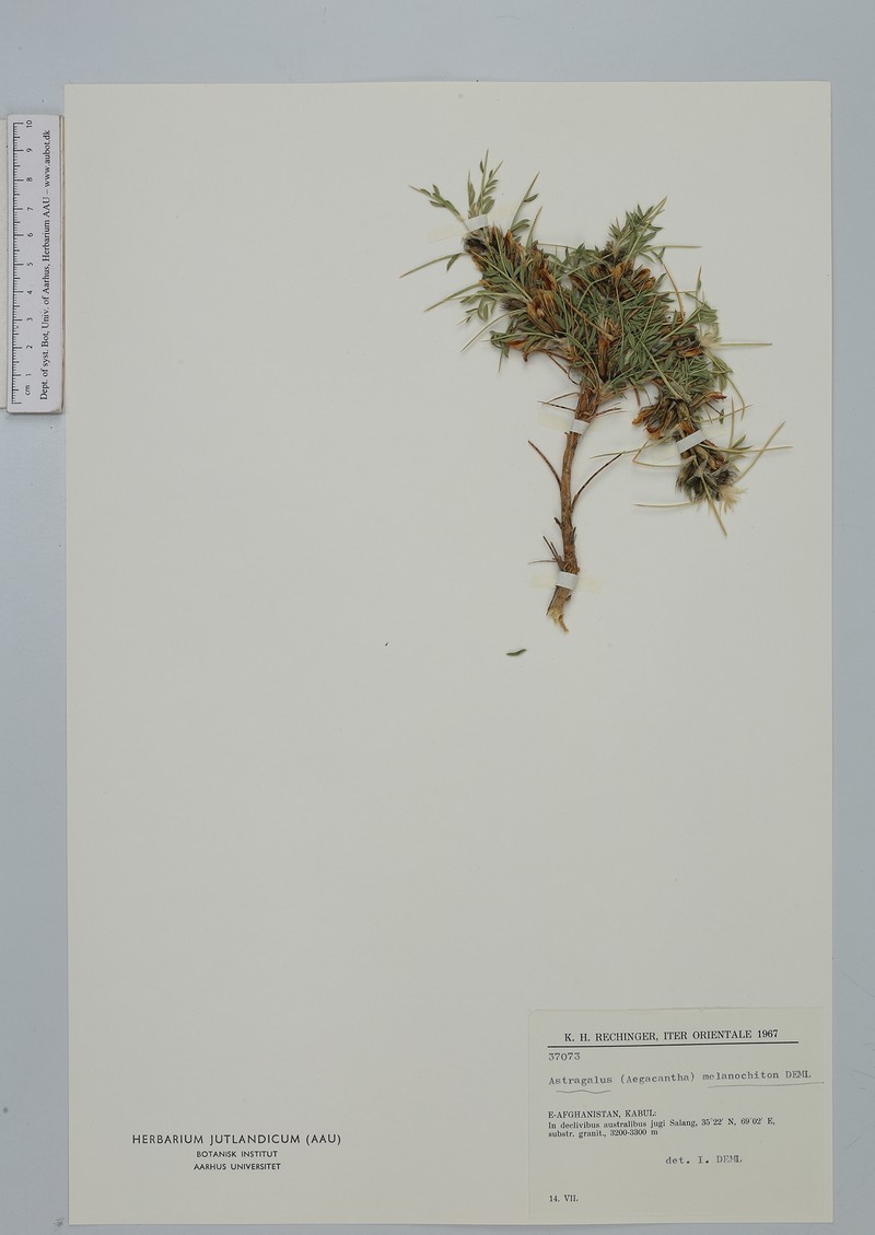 Astragalus melanochiton