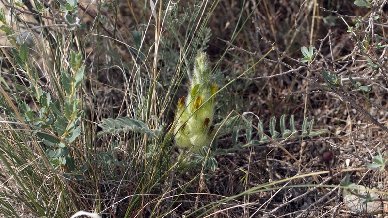 Astragalus melanocomus