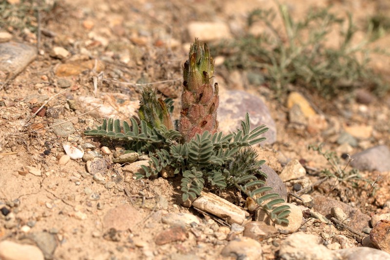 Astragalus melanocomus photo 2