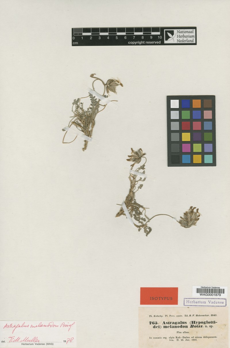 Astragalus melanodon