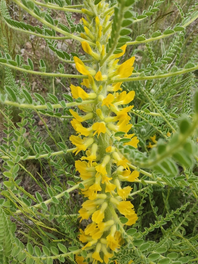 Astragalus melanophrurius