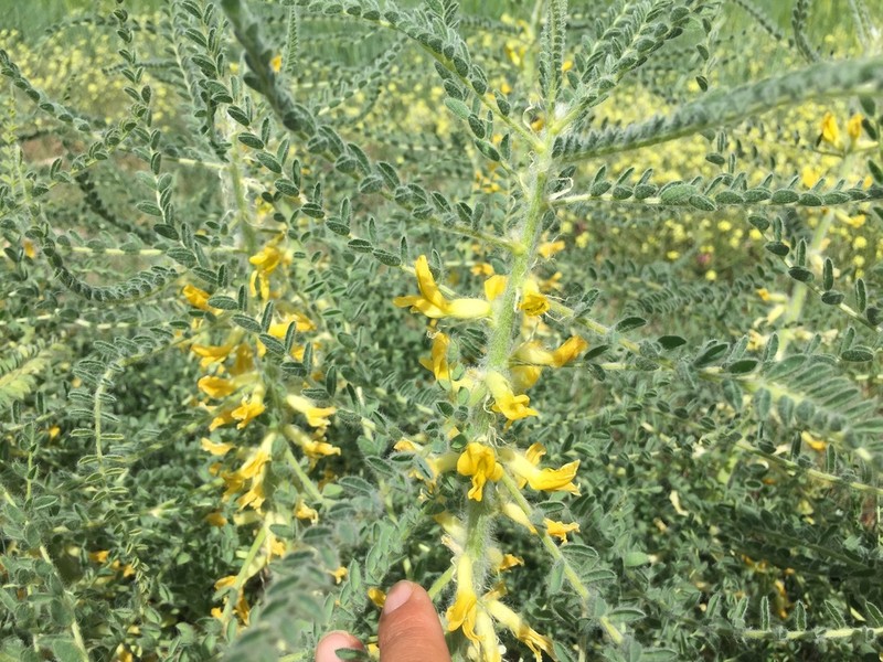 Astragalus melanophrurius photo 2