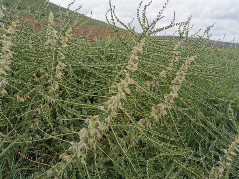 Astragalus melanophrurius photo 3