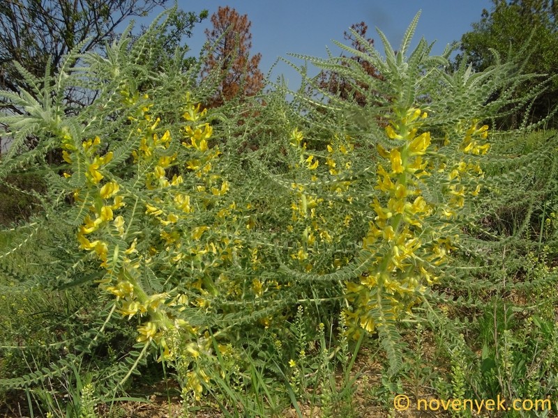 Astragalus melanophrurius photo 4