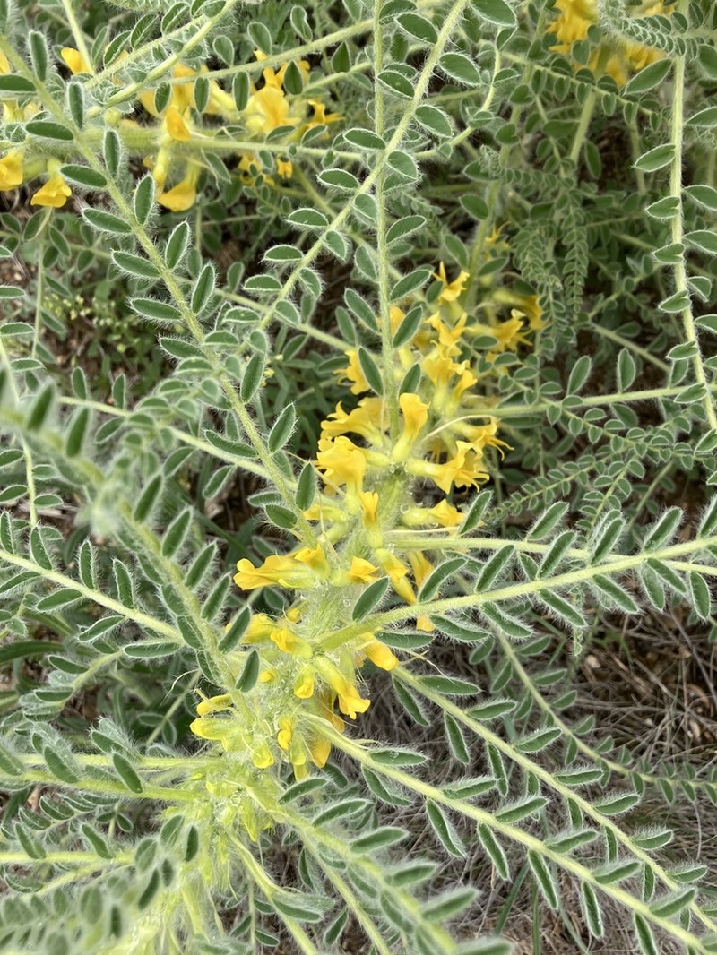 Astragalus melanophrurius photo 5