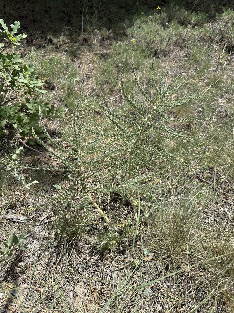 Astragalus melanophrurius photo 6