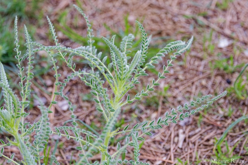 Astragalus melanophrurius photo 7