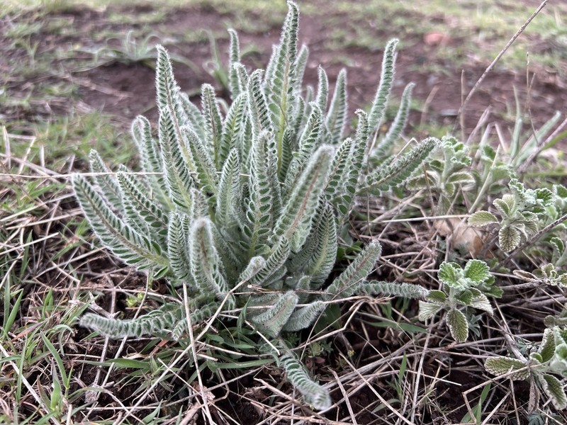 Astragalus melanophrurius photo 8