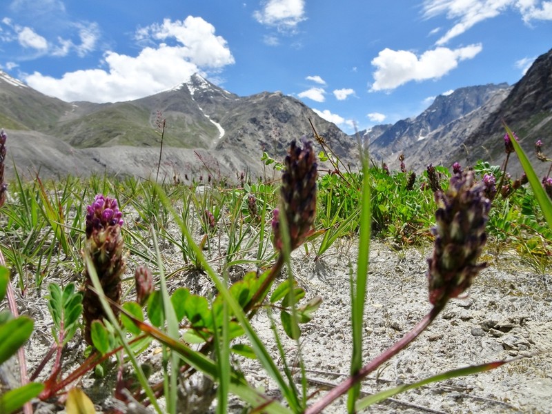 Astragalus melanostachys