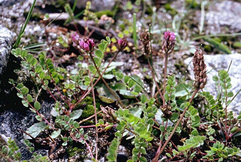 Astragalus melanostachys photo 2