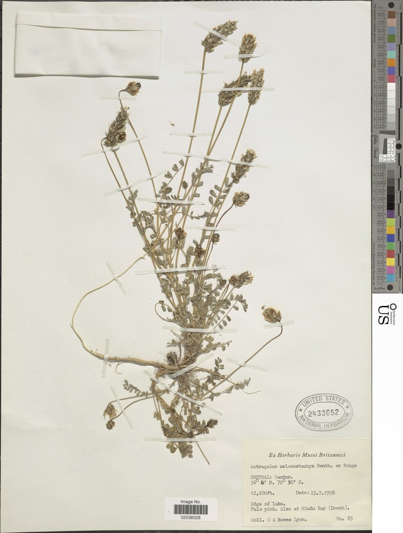 Astragalus melanostachys photo 3