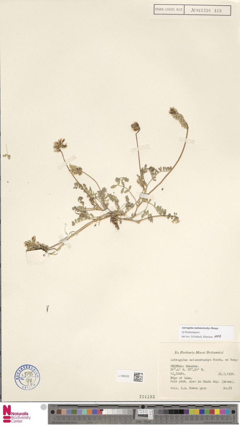 Astragalus melanostachys photo 4