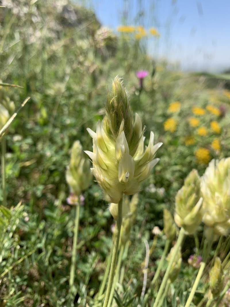 Astragalus melanostictus