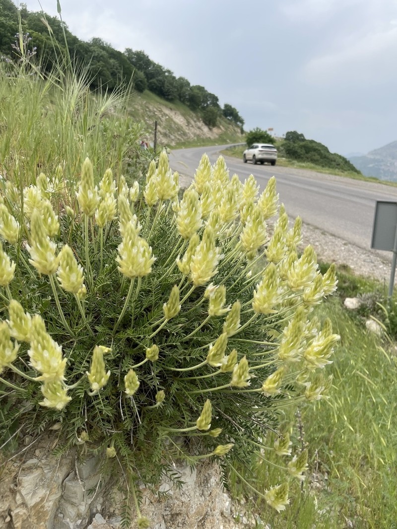 Astragalus melanostictus photo 2