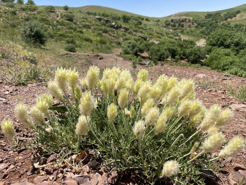 Astragalus melanostictus photo 3