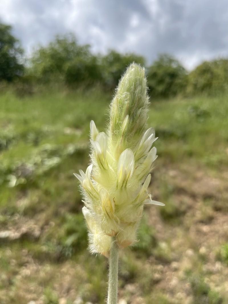 Astragalus melanostictus photo 5