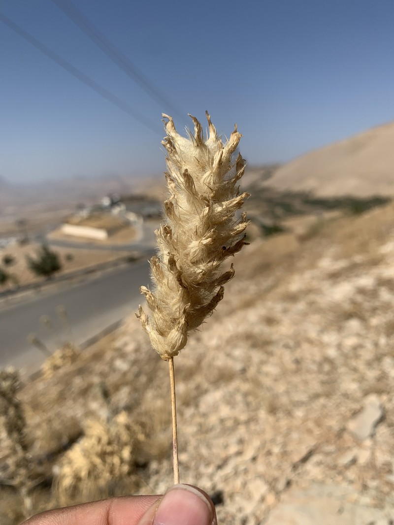 Astragalus melanostictus photo 8