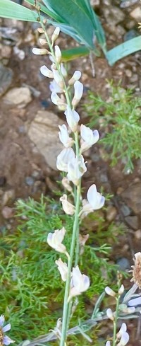 Astragalus melilotoides