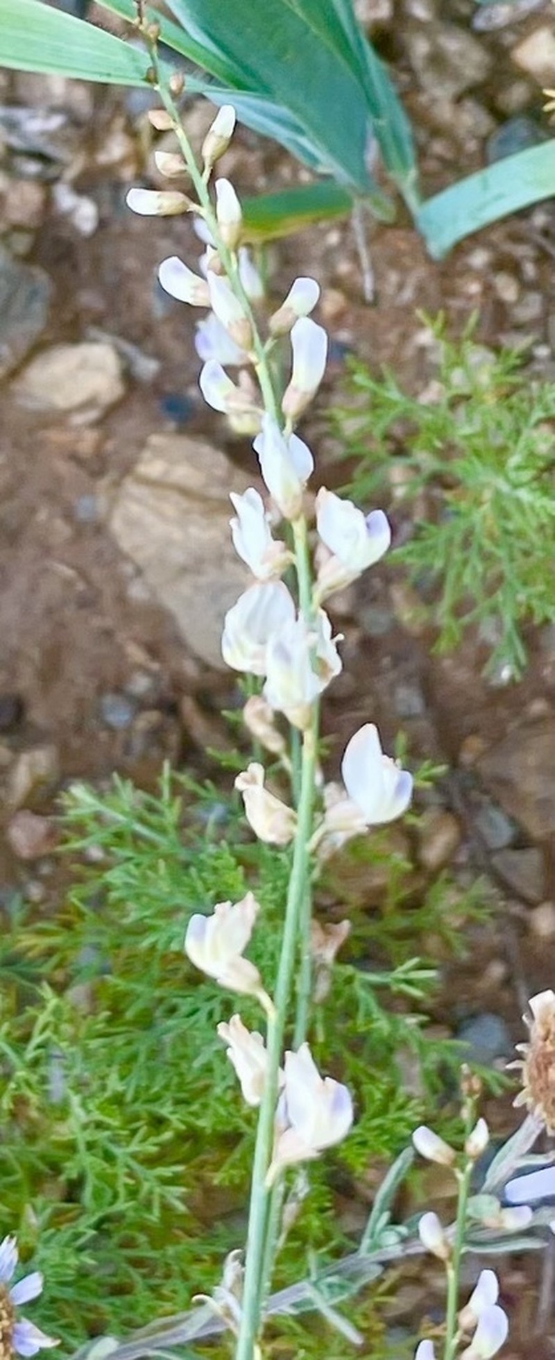 Astragalus melilotoides