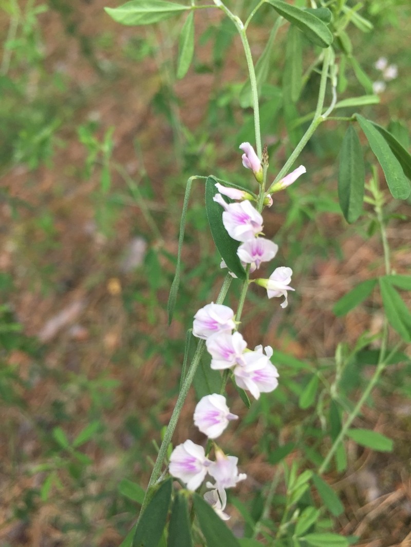 Astragalus melilotoides photo 2