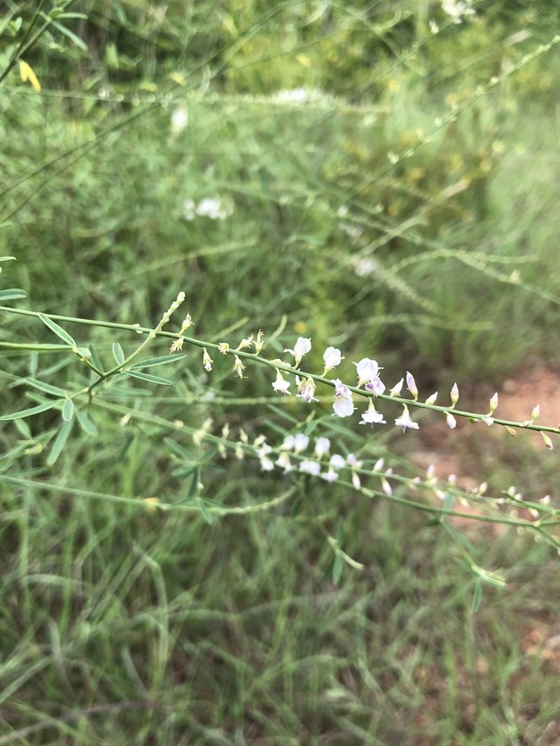 Astragalus melilotoides photo 3