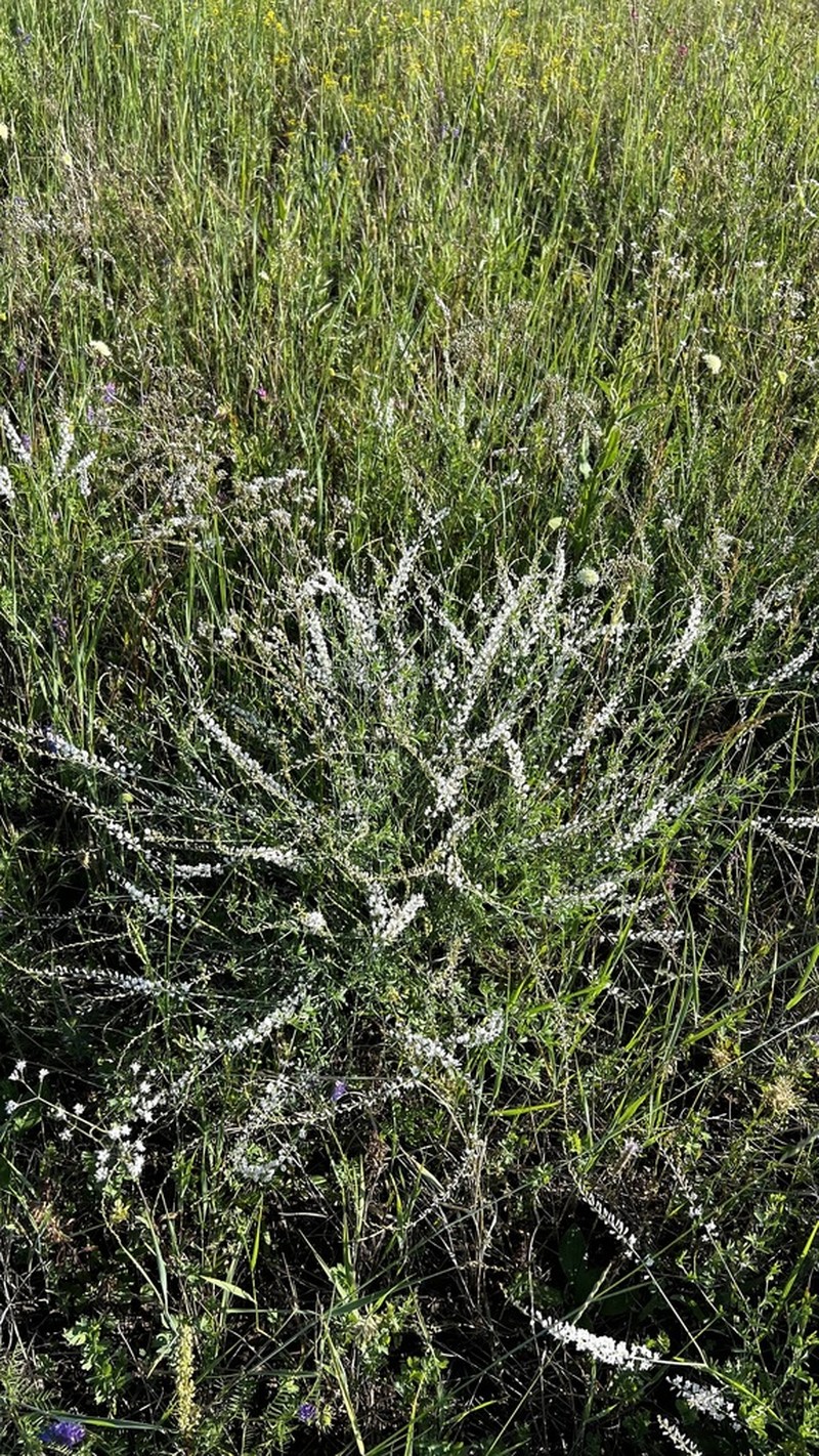 Astragalus melilotoides photo 4