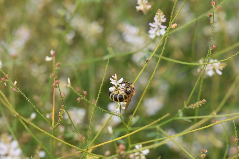 Astragalus melilotoides photo 5