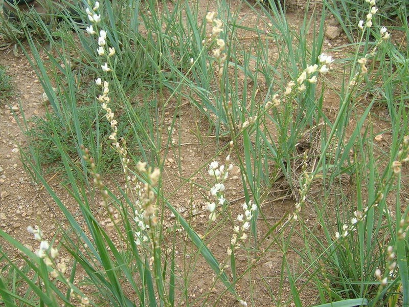 Astragalus melilotoides photo 6