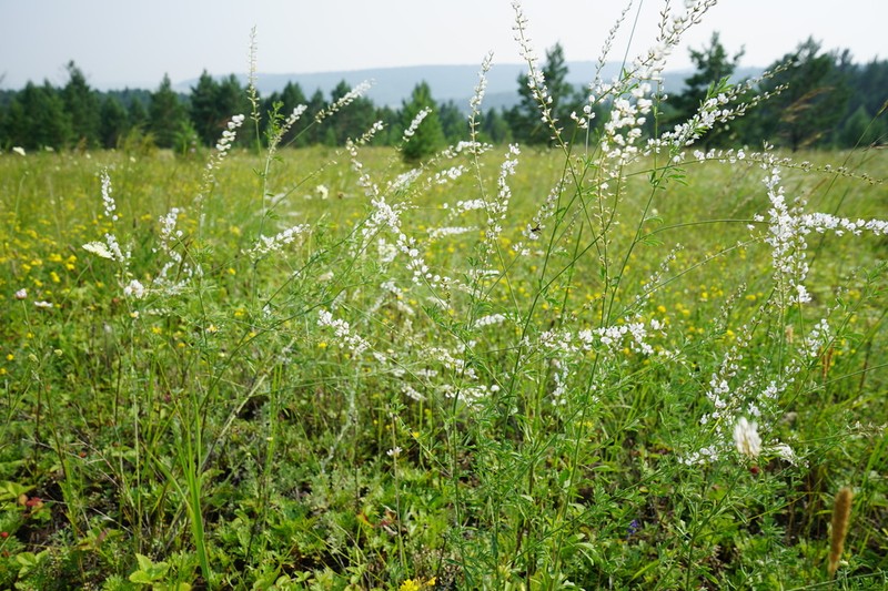 Astragalus melilotoides photo 7