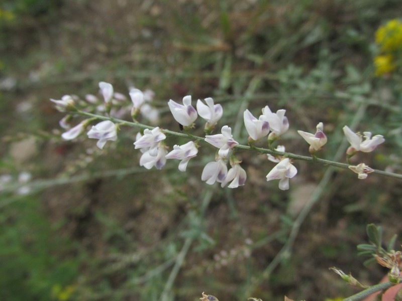 Astragalus melilotoides photo 8