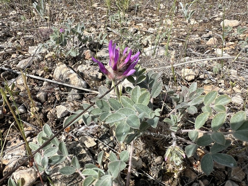 Astragalus melitenensis