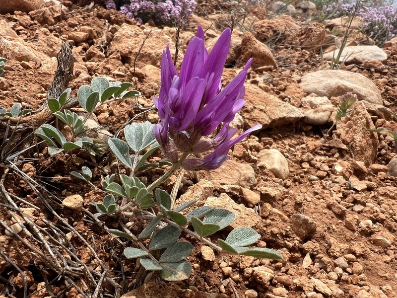 Astragalus melitenensis photo 2