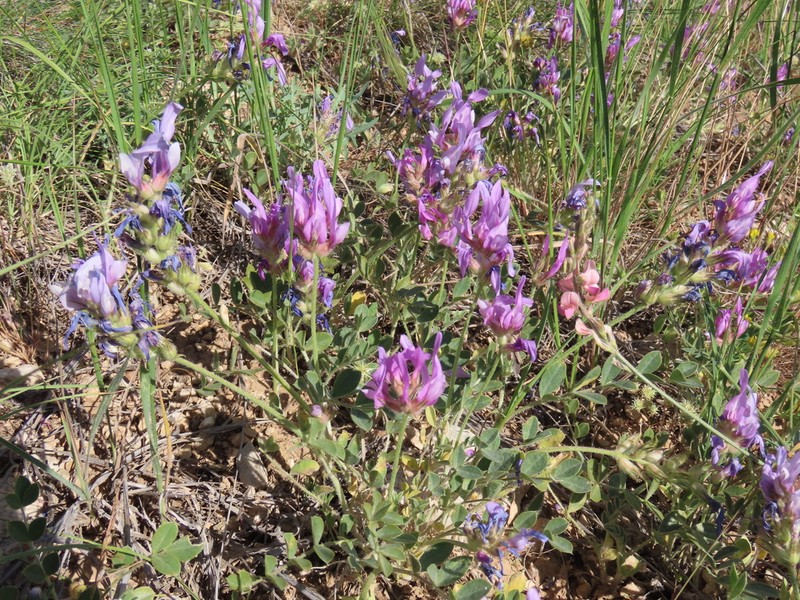 Astragalus melitenensis photo 3